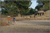 08_Harvesting_rice_and_vegetables_Dec22_03