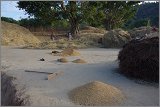 08_Harvesting_rice_and_vegetables_Dec22_04