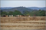 08_Harvesting_rice_and_vegetables_Dec22_05