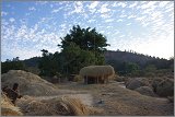 08_Harvesting_rice_and_vegetables_Dec22_06