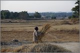 08_Harvesting_rice_and_vegetables_Dec22_07
