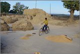 08_Harvesting_rice_and_vegetables_Dec22_09