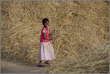 08_Harvesting_rice_and_vegetables_Dec22_12