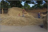 08_Harvesting_rice_and_vegetables_Dec22_13