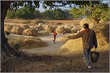 08_Harvesting_rice_and_vegetables_Dec22_17