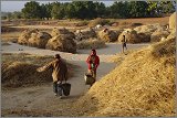 08_Harvesting_rice_and_vegetables_Dec22_18