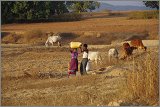 08_Harvesting_rice_and_vegetables_Dec22_21