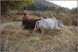 08_Harvesting_rice_and_vegetables_Dec22_23