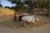 08_Harvesting_rice_and_vegetables_Dec22_24