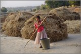 08_Harvesting_rice_and_vegetables_Dec22_26