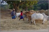 08_Harvesting_rice_and_vegetables_Dec22_29