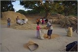 08_Harvesting_rice_and_vegetables_Dec22_30