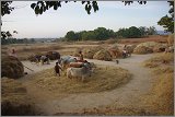 08_Harvesting_rice_and_vegetables_Dec22_31