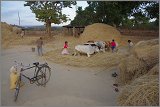 08_Harvesting_rice_and_vegetables_Dec22_33