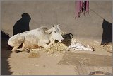 09_Dying_cow_and_meet_distribution_Dec23_02
