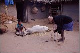 09_Dying_cow_and_meet_distribution_Dec23_03