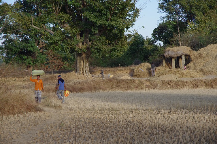 08_Harvesting_rice_and_vegetables_Dec22_03