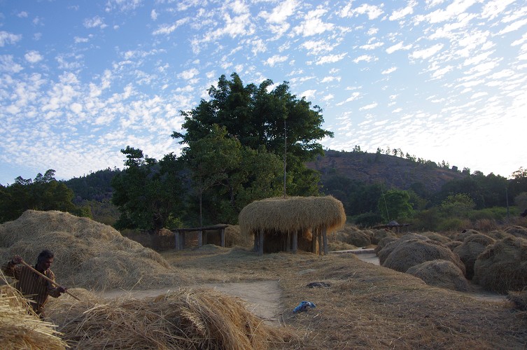 08_Harvesting_rice_and_vegetables_Dec22_06