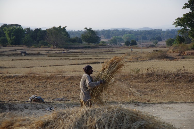 08_Harvesting_rice_and_vegetables_Dec22_07