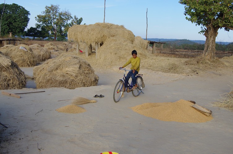 08_Harvesting_rice_and_vegetables_Dec22_09