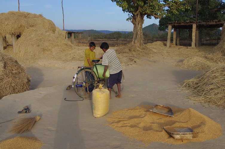 08_Harvesting_rice_and_vegetables_Dec22_10