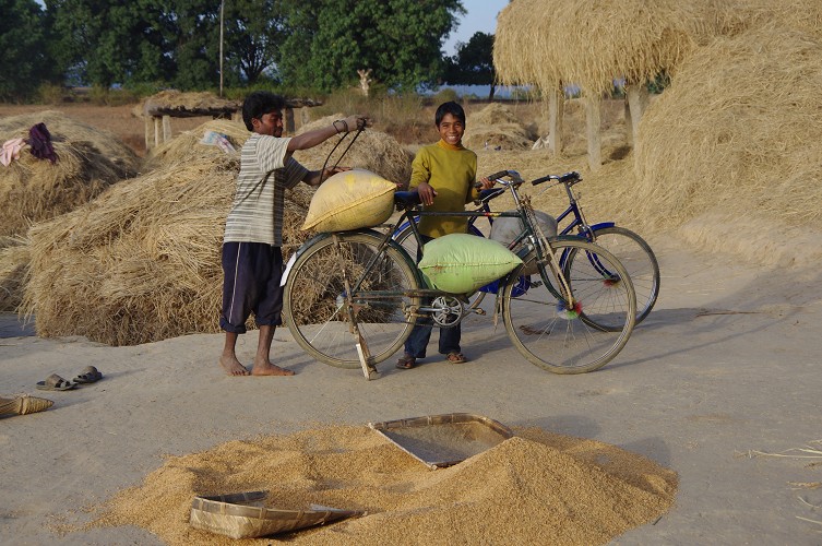 08_Harvesting_rice_and_vegetables_Dec22_11