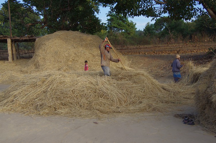 08_Harvesting_rice_and_vegetables_Dec22_13