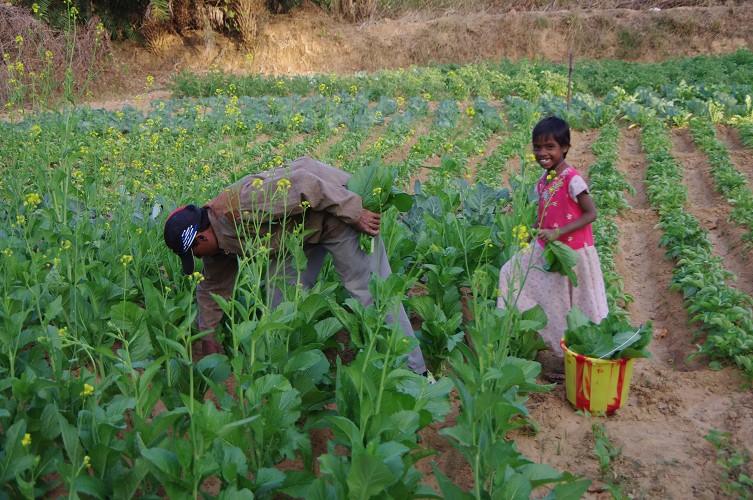 08_Harvesting_rice_and_vegetables_Dec22_14