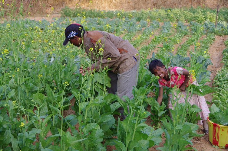 08_Harvesting_rice_and_vegetables_Dec22_15