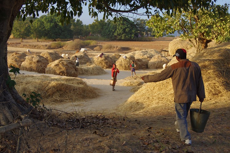 08_Harvesting_rice_and_vegetables_Dec22_17