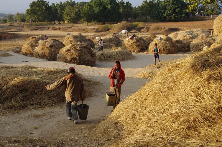 08_Harvesting_rice_and_vegetables_Dec22_18