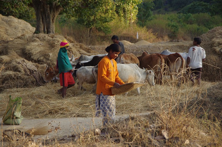 08_Harvesting_rice_and_vegetables_Dec22_19