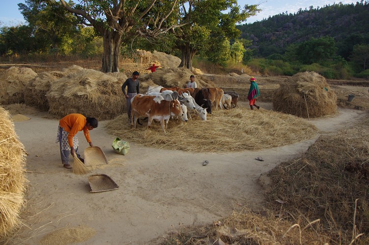 08_Harvesting_rice_and_vegetables_Dec22_20