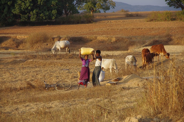 08_Harvesting_rice_and_vegetables_Dec22_21