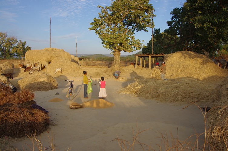 08_Harvesting_rice_and_vegetables_Dec22_22