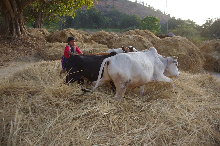 08_Harvesting_rice_and_vegetables_Dec22_23