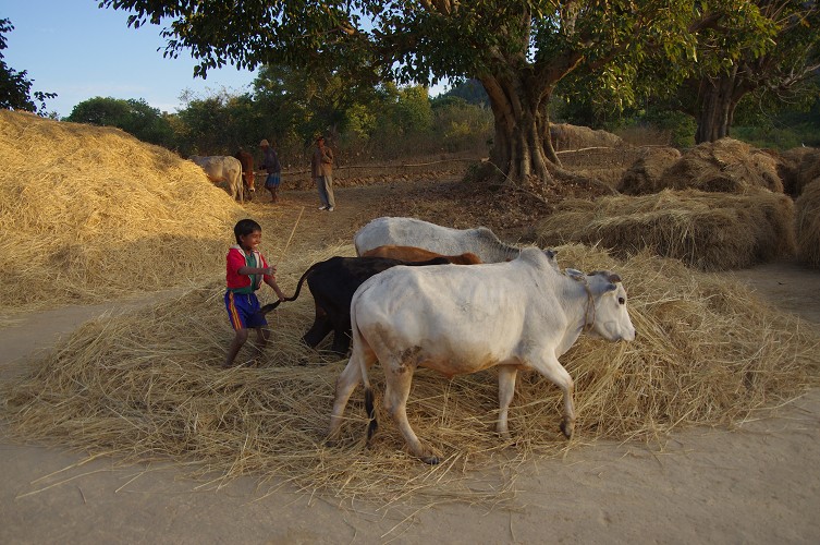 08_Harvesting_rice_and_vegetables_Dec22_24