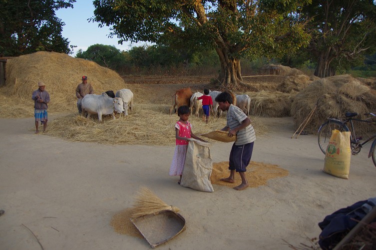 08_Harvesting_rice_and_vegetables_Dec22_30