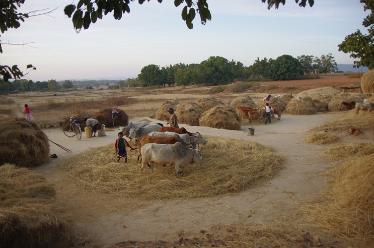 08_Harvesting_rice_and_vegetables_Dec22_31