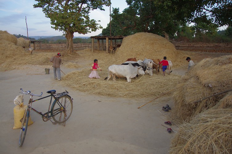 08_Harvesting_rice_and_vegetables_Dec22_33