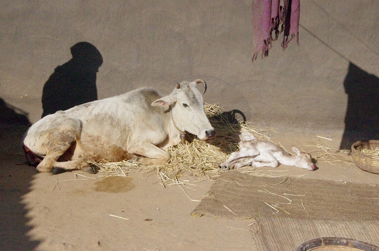 09_Dying_cow_and_meet_distribution_Dec23_02