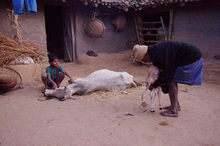 09_Dying_cow_and_meet_distribution_Dec23_03