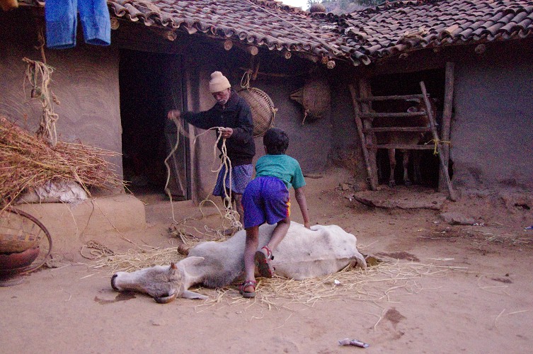 09_Dying_cow_and_meet_distribution_Dec23_04
