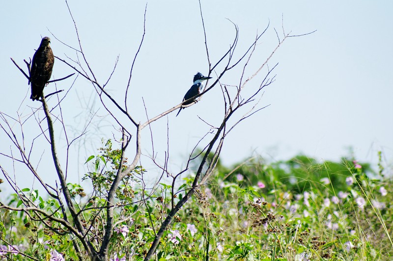 05_Quijarro-Pantanal_08