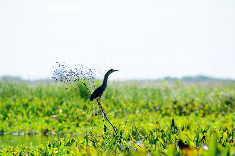 05_Quijarro-Pantanal_11