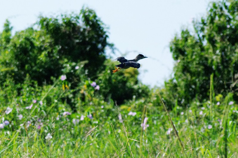 05_Quijarro-Pantanal_12