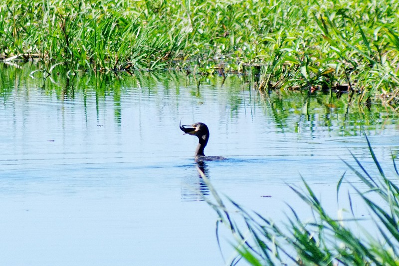 05_Quijarro-Pantanal_13