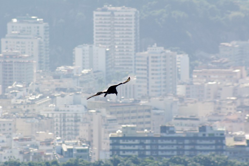 16_Rio_de_Janeiro_35