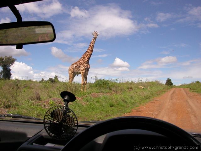 giraffe in Nairobi National Park