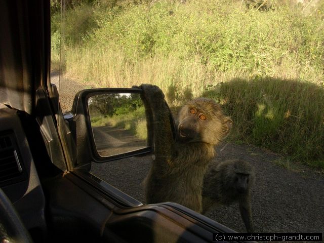 baboons, Nairobi National Park